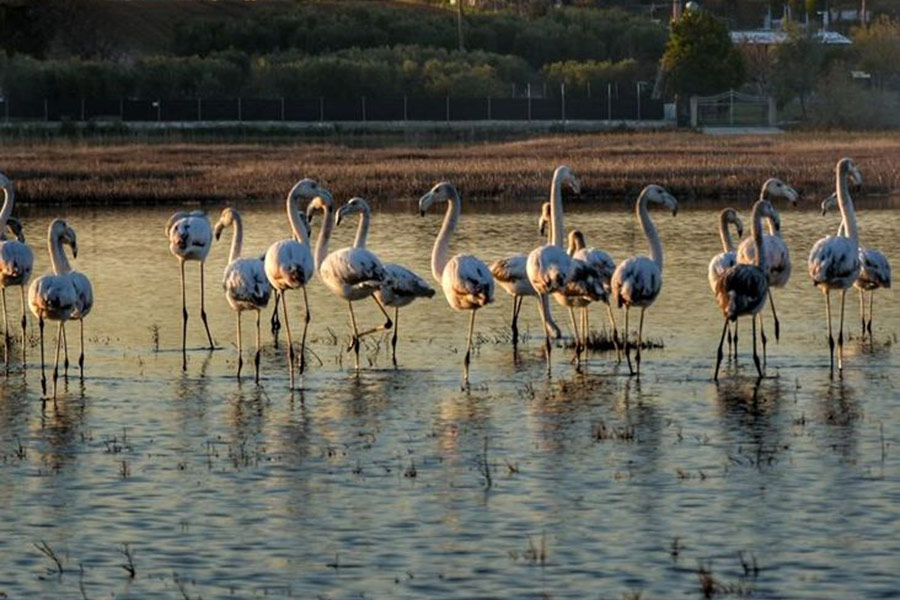 agios-mamas-flamingos